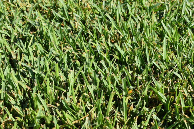 Hudson Ranch Sod Floratam