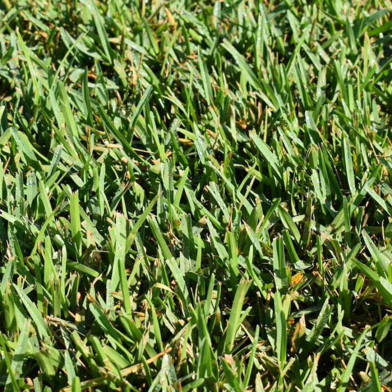 Hudson Ranch Sod Floratam