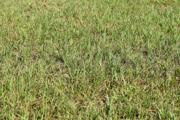 Hudson Ranch Sod Bahia