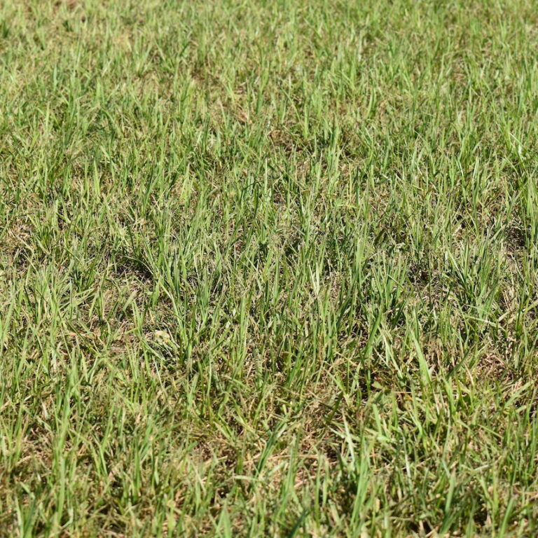 Hudson Ranch Sod Bahia