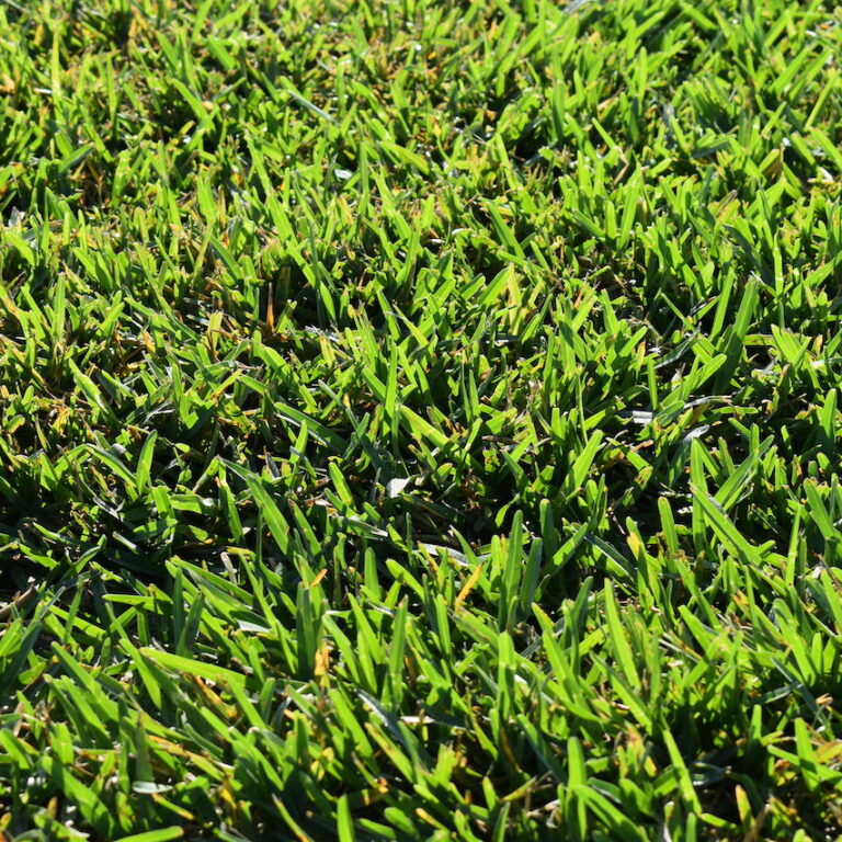 Keep Your Sod Healthy