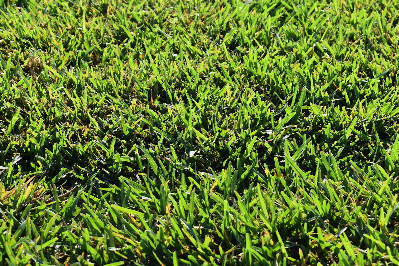 How To Keep Your Sod Healthy Hudson Ranch