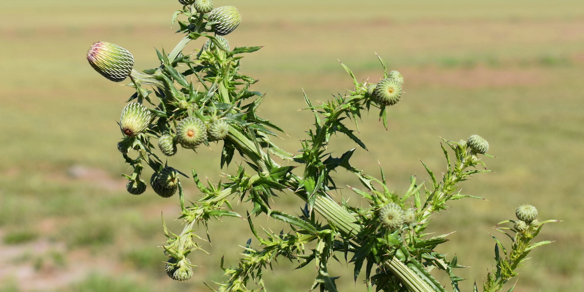 avoid weeds in your lawn