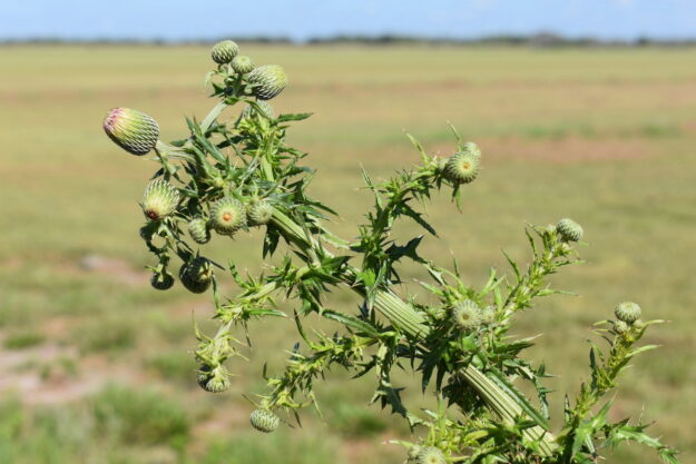 avoid weeds in your lawn