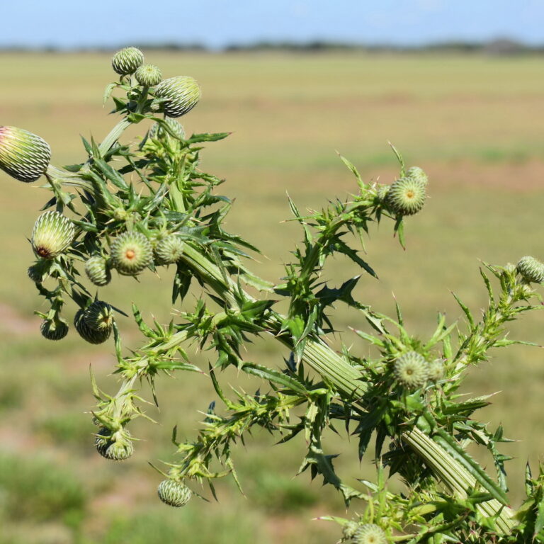 avoid weeds in your lawn