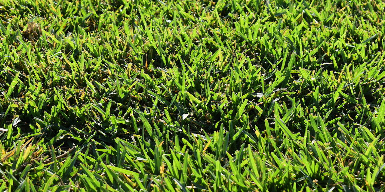 8 Floratam Sod Tips For a Better Lawn Hudson Ranch