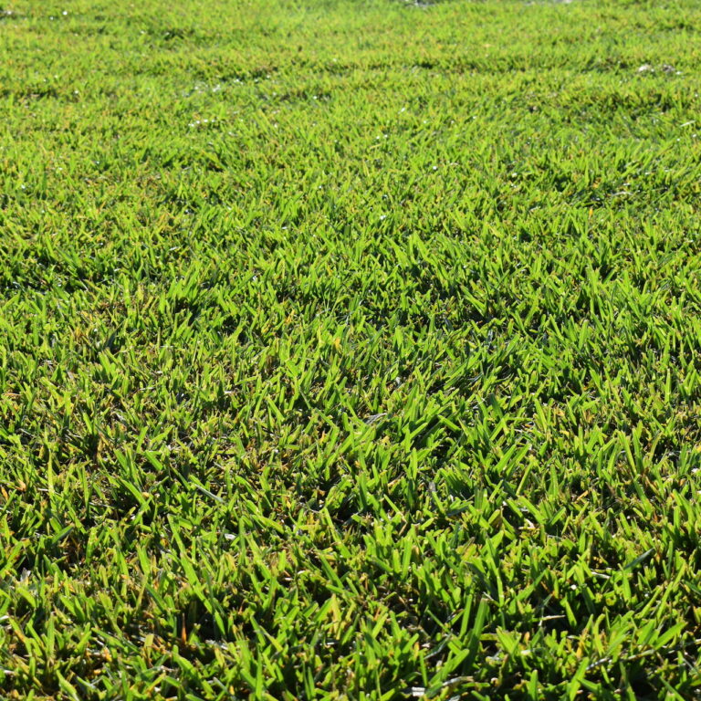 Southwest Florida sod