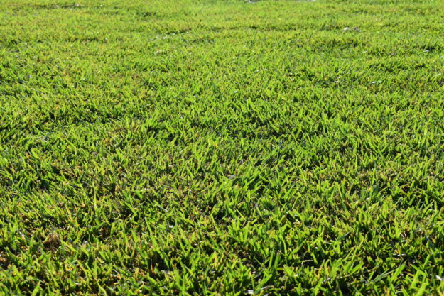 floratam grass florida hudson sod