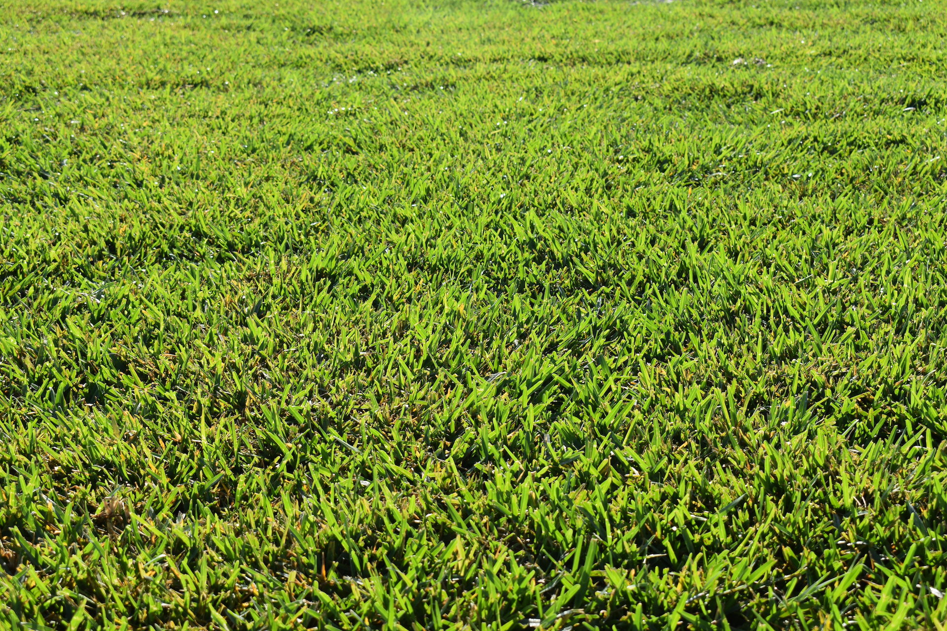 Floratam Grass in Florida - Hudson Ranch