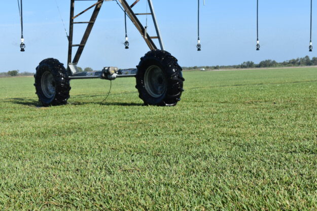 st. augustine grass florida