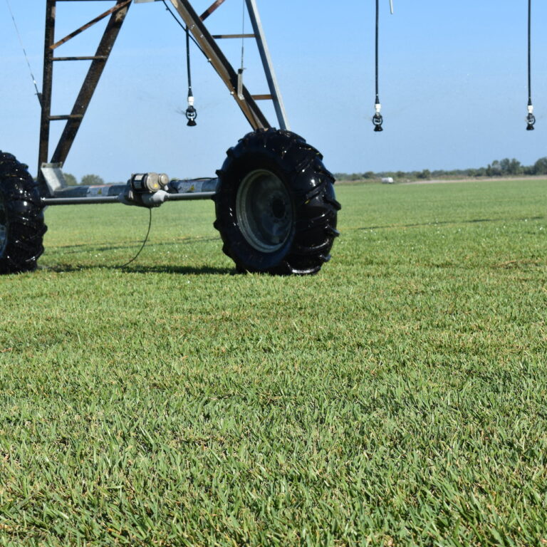 st. augustine grass florida