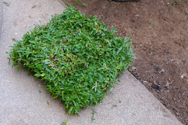 Sod Installation Hudson Ranch Sod Southwest Florida