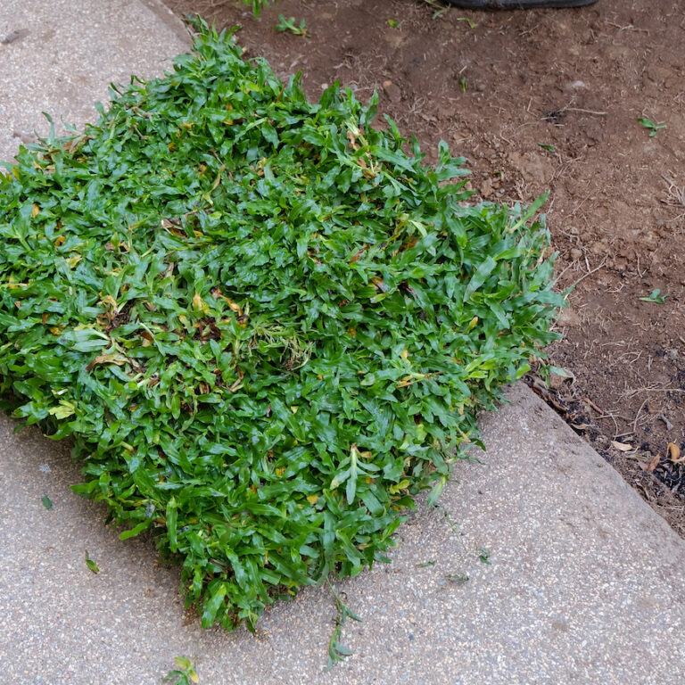 Sod Installation Hudson Ranch Sod Southwest Florida