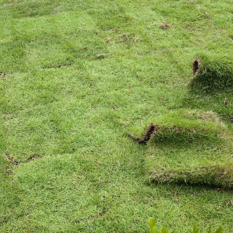 Sod for Erosion Control Hudson Ranch Sod Desoto County Florida