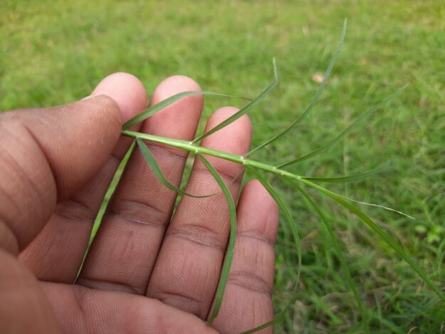 How to Stop Bermuda Grass in My Lawn