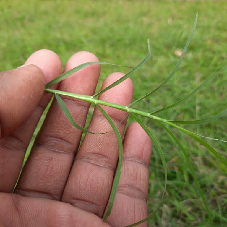How to Stop Bermuda Grass in My Lawn