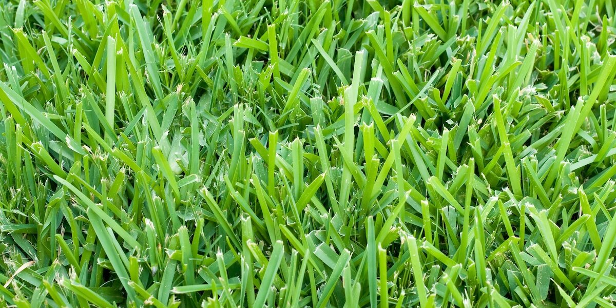 Sod-Based Crop Rotation