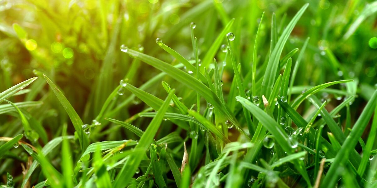 St. Augustine Grass Plugs