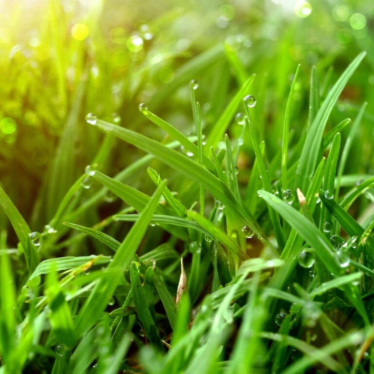 St. Augustine Grass Plugs