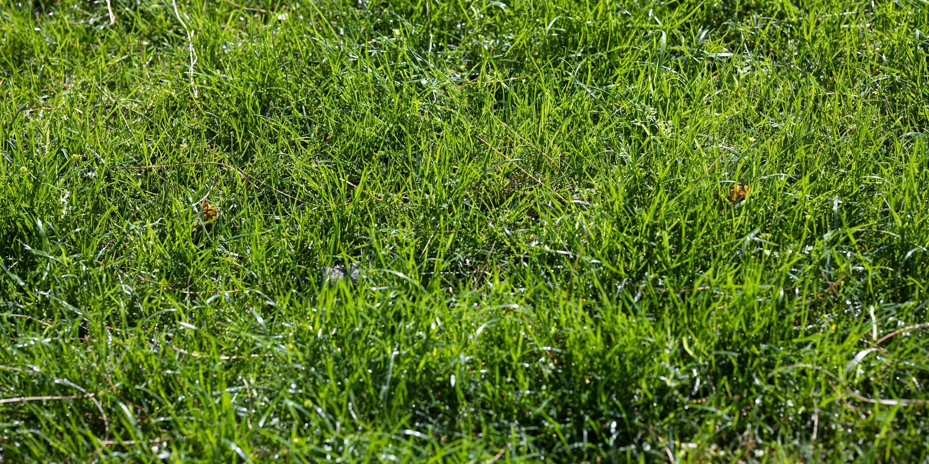 Top 3 Sods for Southwest Florida