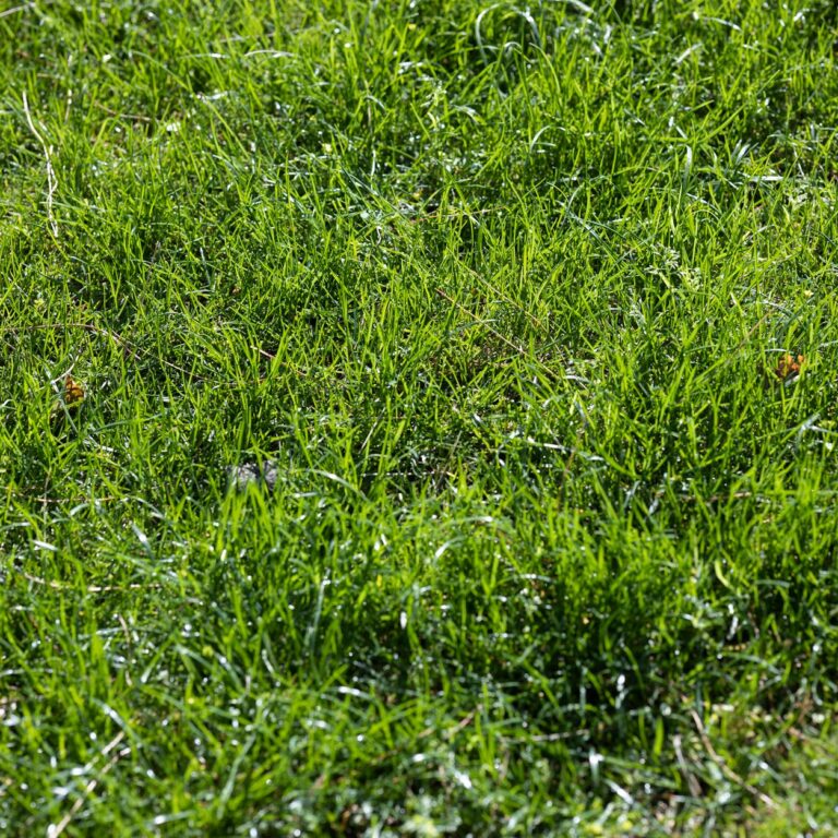 Top 3 Sods for Southwest Florida