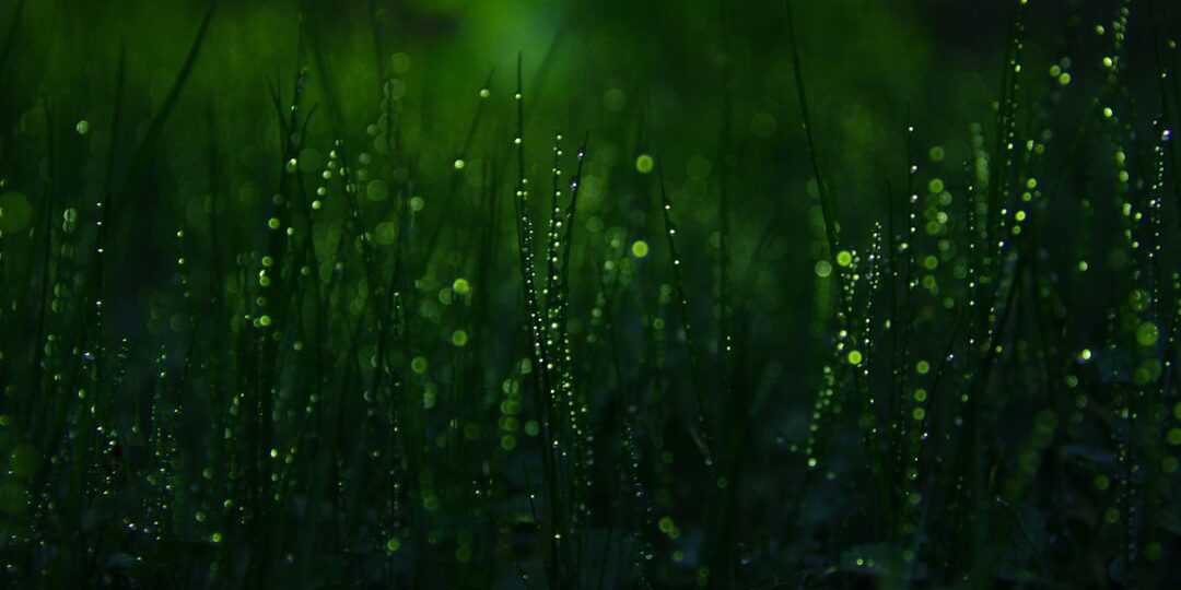 Florida Sod Watering Guide