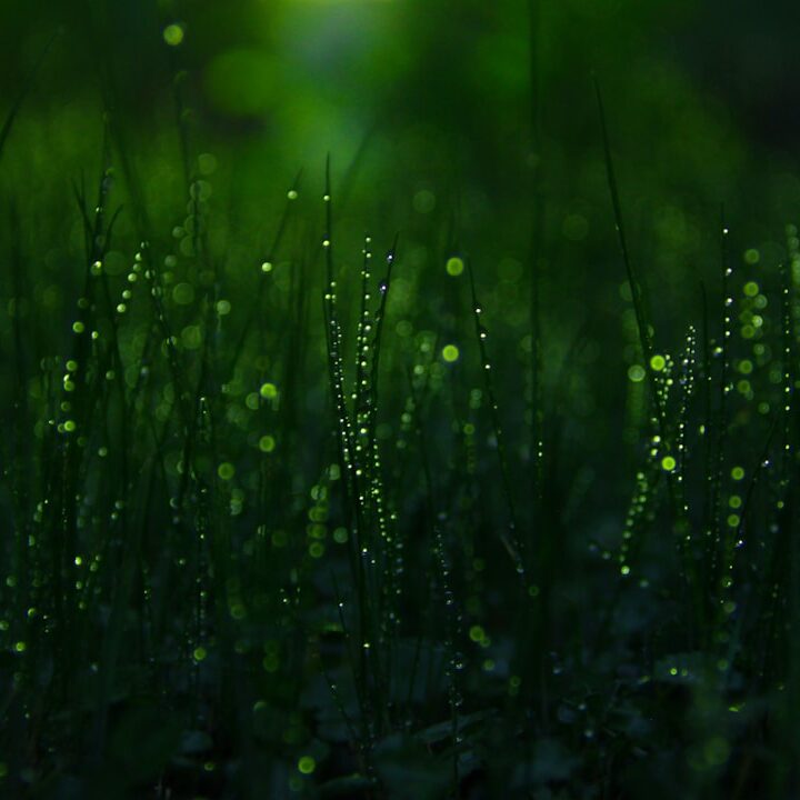 Florida Sod Watering Guide