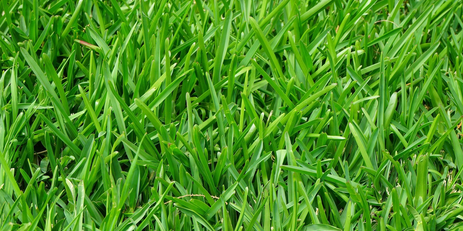 maintaining a healthy lawn