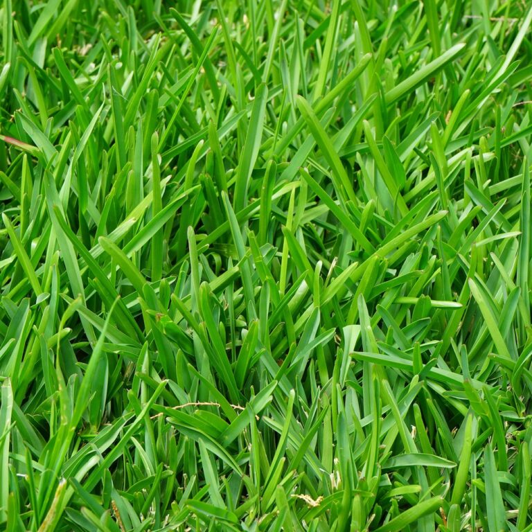maintaining a healthy lawn