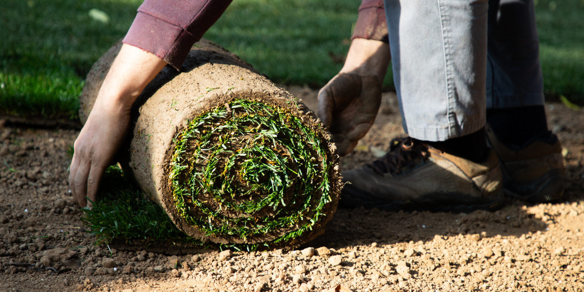 Florida Lawn Summer Heat Survival Guide 5 Essential Steps