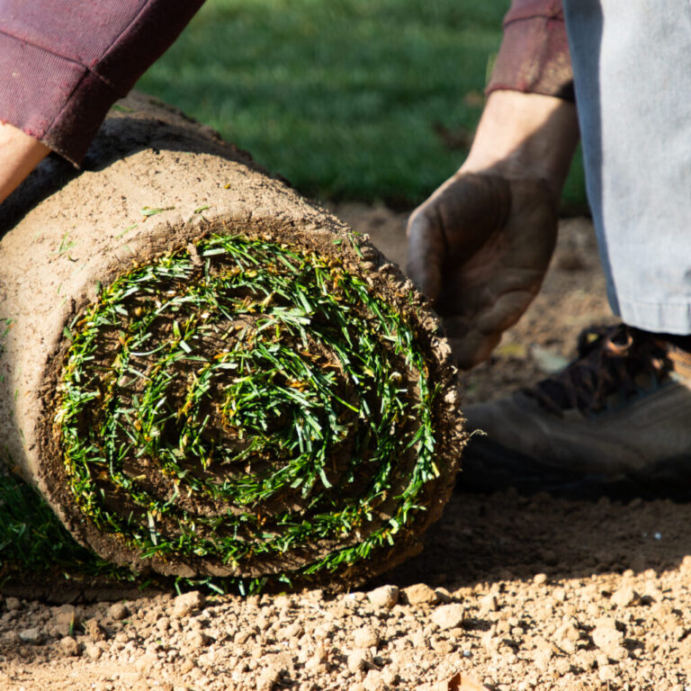 Florida Lawn Summer Heat Survival Guide 5 Essential Steps