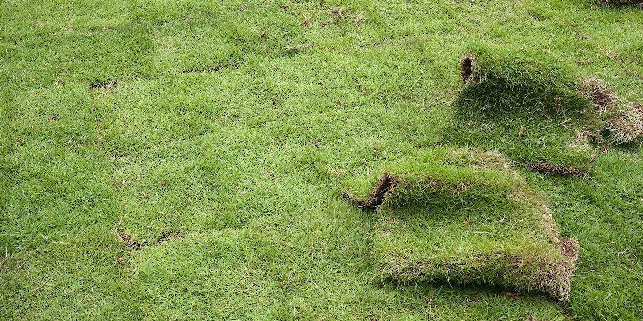 best sod for port charlotte lawns