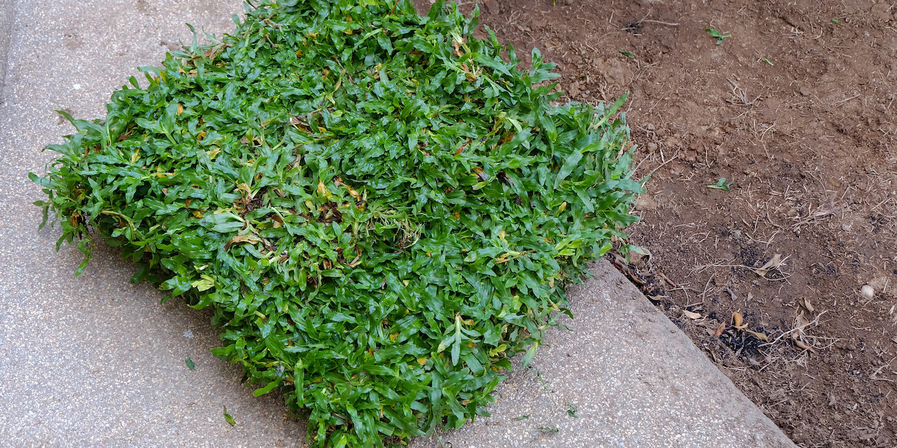 lawn care tips for sarasota homeowners