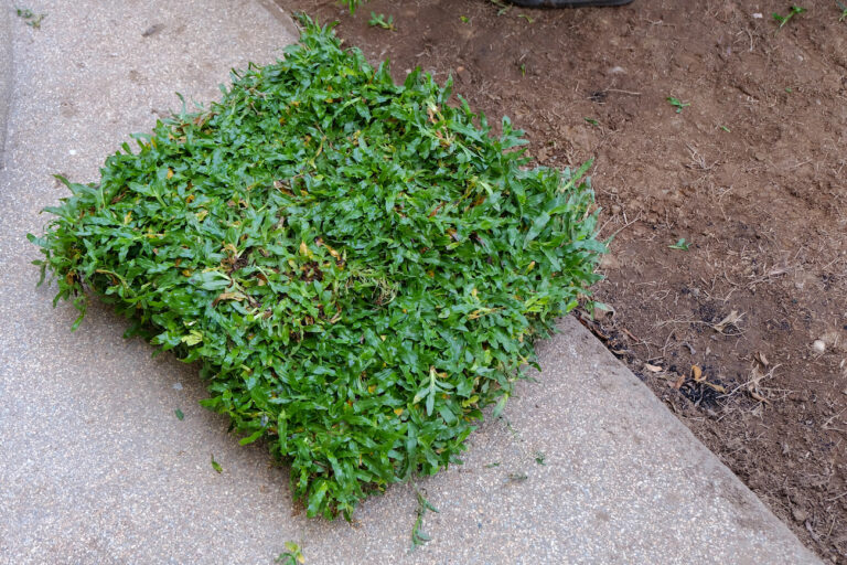 lawn care tips for sarasota homeowners