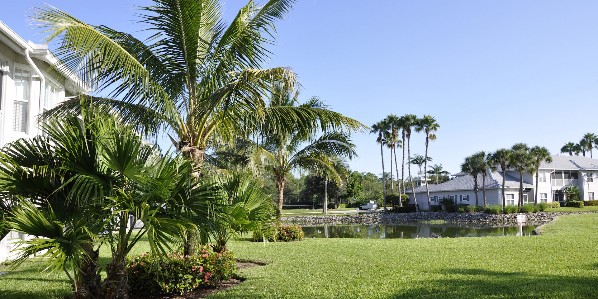 drought-resistant lawn in Cape Coral